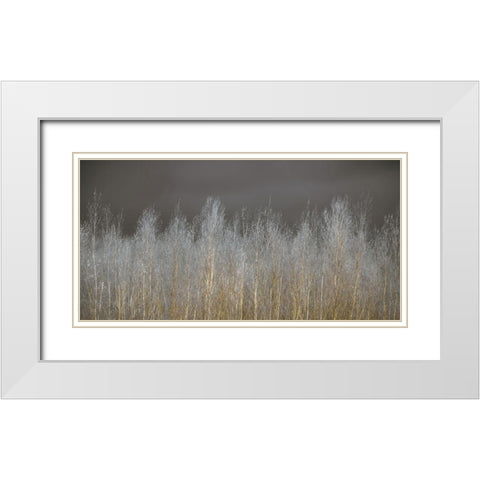 Silver Forest White Modern Wood Framed Art Print with Double Matting by Frank, Assaf