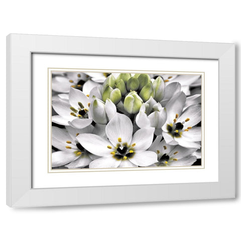 Blooming Stars White Modern Wood Framed Art Print with Double Matting by Frates, Dennis