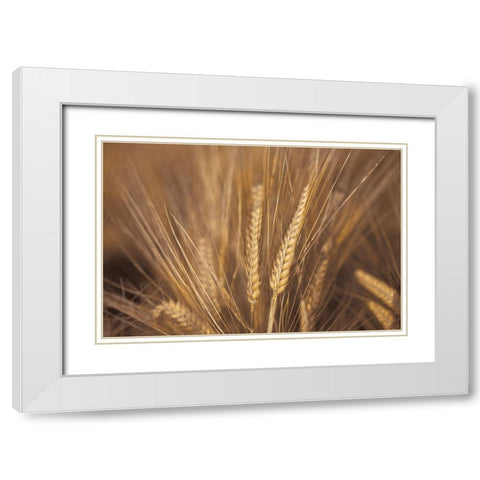 Wheat Field White Modern Wood Framed Art Print with Double Matting by Frank, Assaf