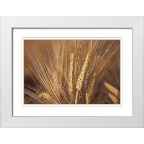 Wheat Field White Modern Wood Framed Art Print with Double Matting by Frank, Assaf