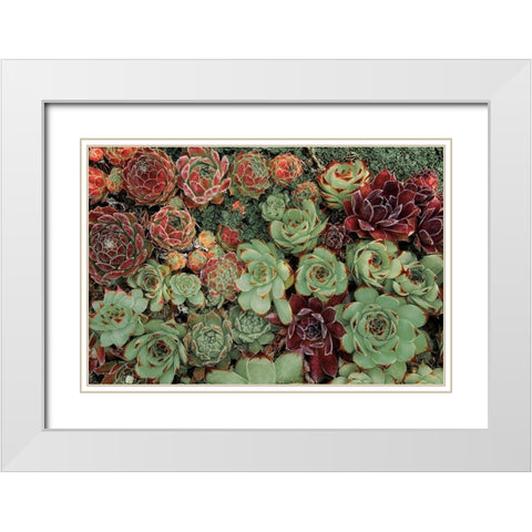 Succulent Collection White Modern Wood Framed Art Print with Double Matting by Frates, Dennis