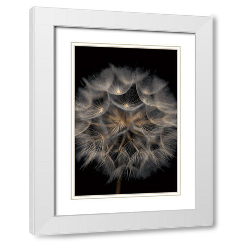 Fragile Beauty White Modern Wood Framed Art Print with Double Matting by Frank, Assaf