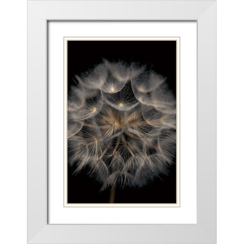 Fragile Beauty White Modern Wood Framed Art Print with Double Matting by Frank, Assaf