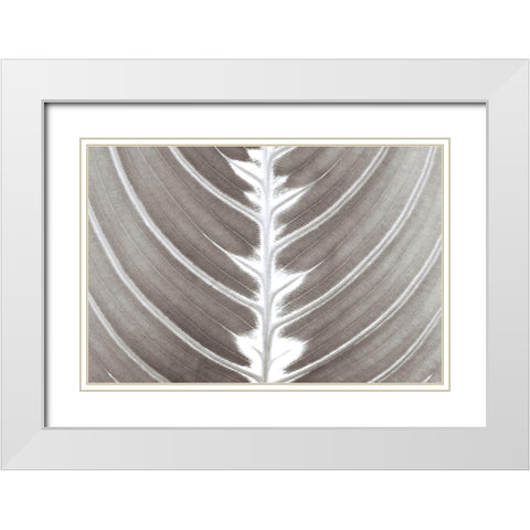 Natures Beauty White Modern Wood Framed Art Print with Double Matting by Frank, Assaf