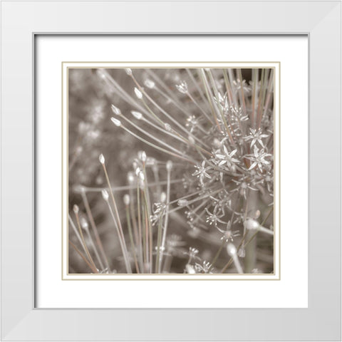 Silver Alliums White Modern Wood Framed Art Print with Double Matting by Frank, Assaf