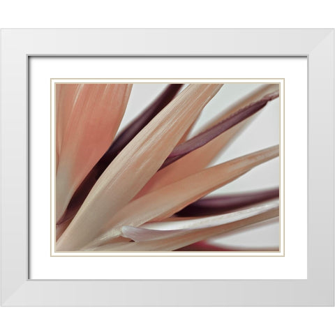 Heliconia Harmony White Modern Wood Framed Art Print with Double Matting by Frank, Assaf
