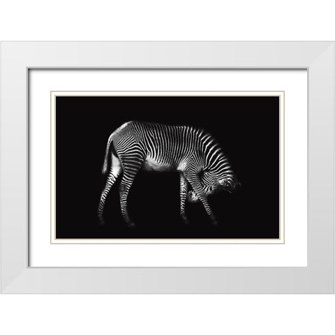 Zebra Solo White Modern Wood Framed Art Print with Double Matting by Ortega, Xavier