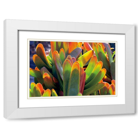 Aloe Fan White Modern Wood Framed Art Print with Double Matting by Frates, Dennis