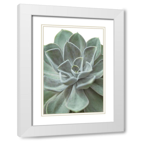 Echeveria White Modern Wood Framed Art Print with Double Matting by Frank, Assaf