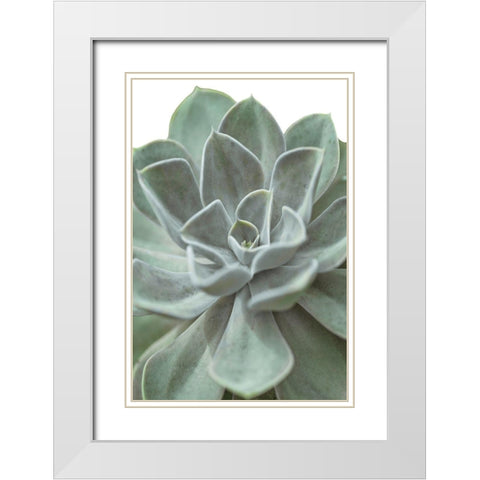 Echeveria White Modern Wood Framed Art Print with Double Matting by Frank, Assaf