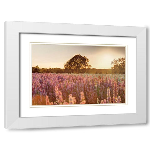 Delphinium Sunset White Modern Wood Framed Art Print with Double Matting by Frank, Assaf