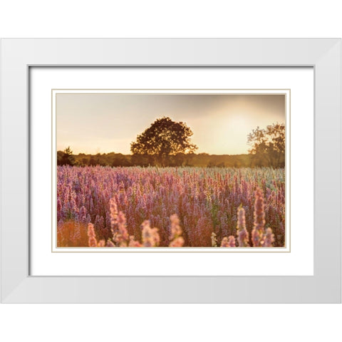 Delphinium Sunset White Modern Wood Framed Art Print with Double Matting by Frank, Assaf