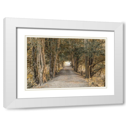 Autumn Forest White Modern Wood Framed Art Print with Double Matting by Frank, Assaf
