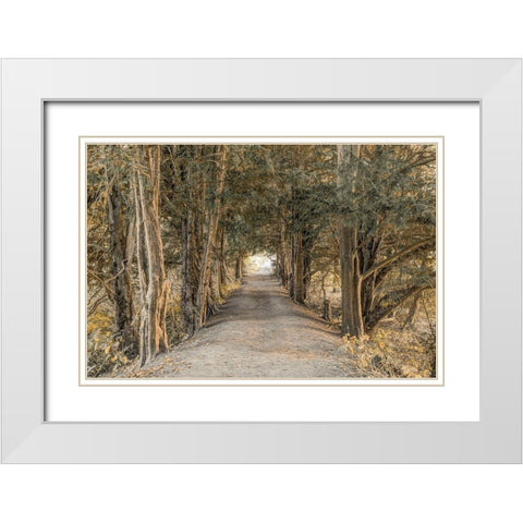 Autumn Forest White Modern Wood Framed Art Print with Double Matting by Frank, Assaf