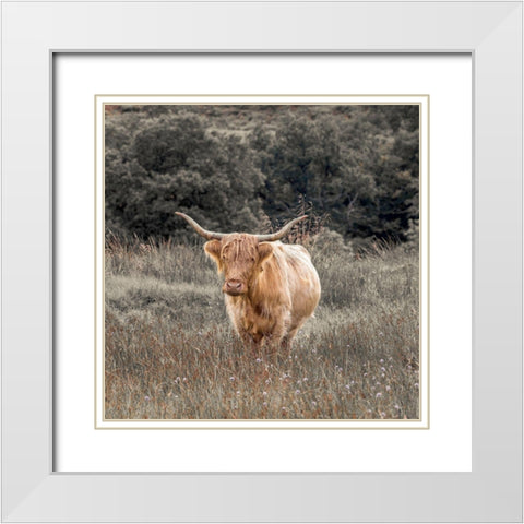 Highland Cow I White Modern Wood Framed Art Print with Double Matting by Frank, Assaf