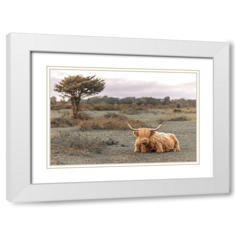 Highland Cow II White Modern Wood Framed Art Print with Double Matting by Frank, Assaf
