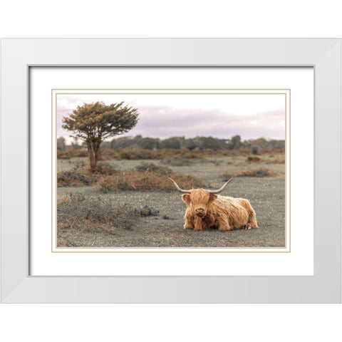 Highland Cow II White Modern Wood Framed Art Print with Double Matting by Frank, Assaf