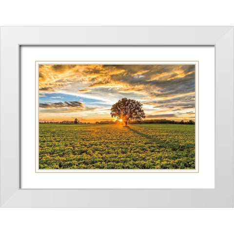 After the Storm Burr Oak White Modern Wood Framed Art Print with Double Matting by Howarth, Gail