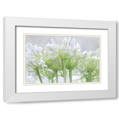 African Lily I White Modern Wood Framed Art Print with Double Matting by Frank, Assaf