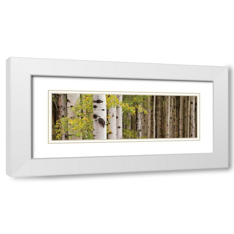 White Forest Standing White Modern Wood Framed Art Print with Double Matting by Ross, Heather