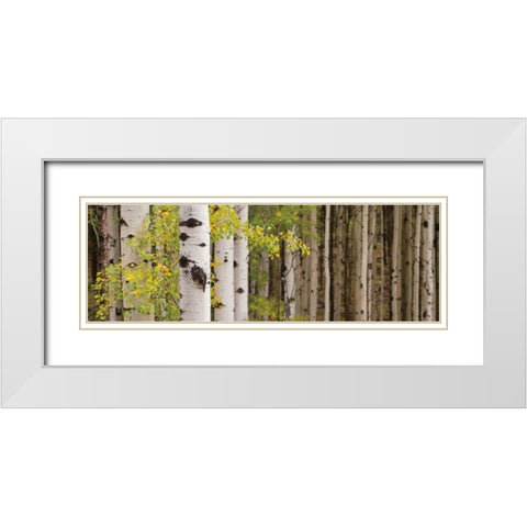 White Forest Standing White Modern Wood Framed Art Print with Double Matting by Ross, Heather