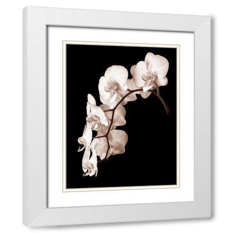 Orchid Dance II White Modern Wood Framed Art Print with Double Matting by Rehner, John