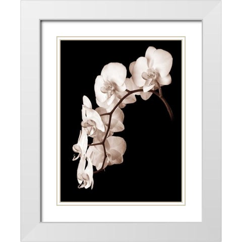 Orchid Dance II White Modern Wood Framed Art Print with Double Matting by Rehner, John