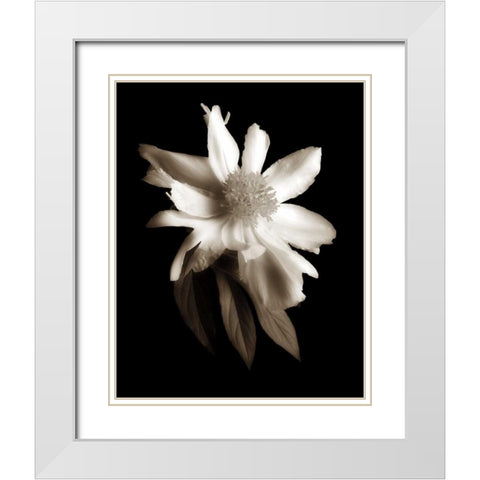 Portrait in White II White Modern Wood Framed Art Print with Double Matting by Rehner, John