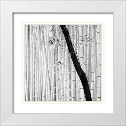 Bamboo Forest White Modern Wood Framed Art Print with Double Matting by Manuel, Alexandre