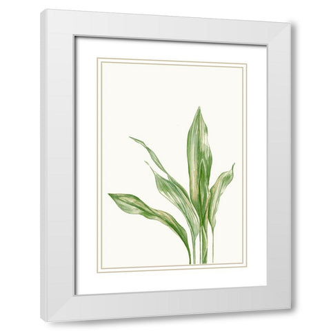 Aspidistra Variegata II White Modern Wood Framed Art Print with Double Matting by Errico and Slyp