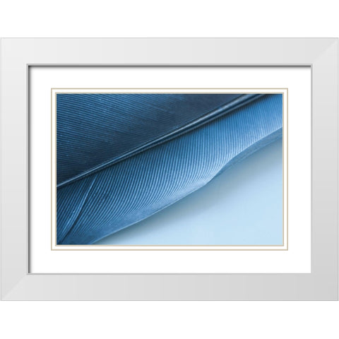 Blue Feather I White Modern Wood Framed Art Print with Double Matting by Beavers, Jennifer