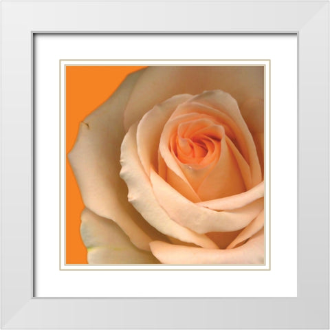 Peach Rose White Modern Wood Framed Art Print with Double Matting by Diskin, Ceil