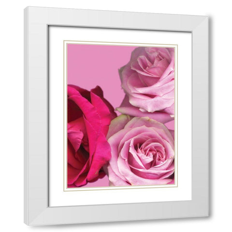 Pink Red Roses White Modern Wood Framed Art Print with Double Matting by Diskin, Ceil