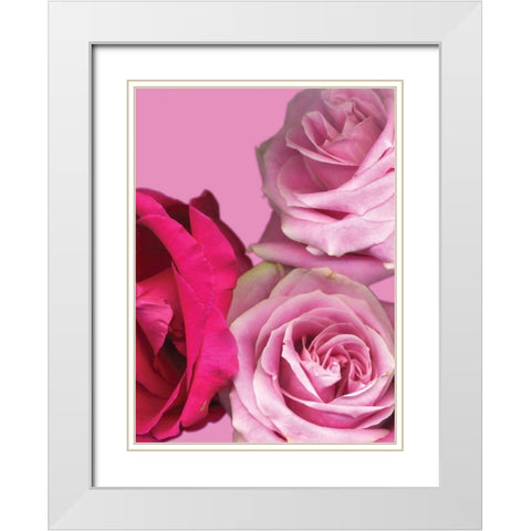 Pink Red Roses White Modern Wood Framed Art Print with Double Matting by Diskin, Ceil