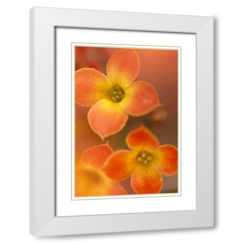 Orange Blossom I  White Modern Wood Framed Art Print with Double Matting by Connolly, Karin