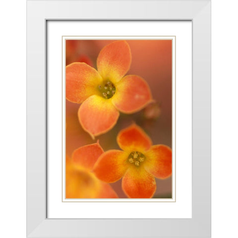 Orange Blossom I  White Modern Wood Framed Art Print with Double Matting by Connolly, Karin
