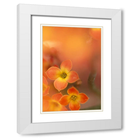 Orange Blossom II White Modern Wood Framed Art Print with Double Matting by Connolly, Karin