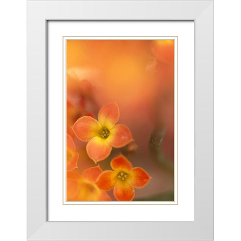 Orange Blossom II White Modern Wood Framed Art Print with Double Matting by Connolly, Karin