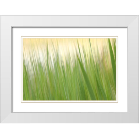 Fresh Green Grass  White Modern Wood Framed Art Print with Double Matting by Connolly, Karin