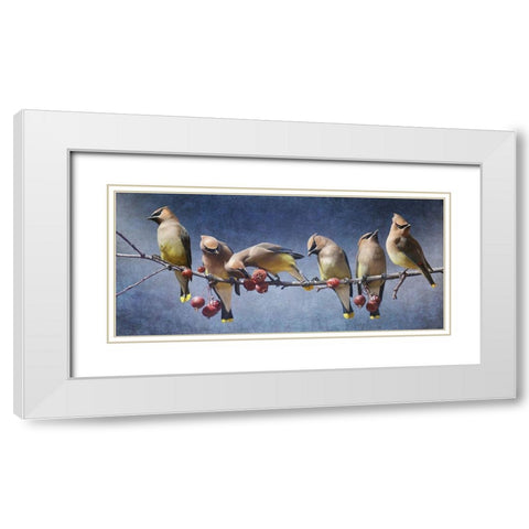Waxwing Tableau White Modern Wood Framed Art Print with Double Matting by Vest, Chris