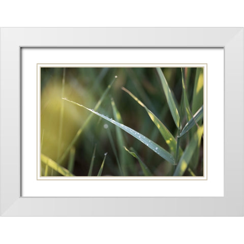 After Summer Rain White Modern Wood Framed Art Print with Double Matting by Kirshner, Dmitry