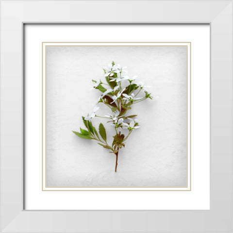 Greener Fragment White Modern Wood Framed Art Print with Double Matting by Savogne, Daniela