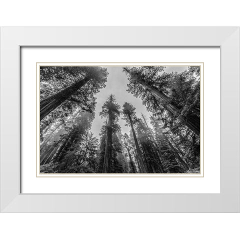 Sequoia Tree Forest Sky Black and White White Modern Wood Framed Art Print with Double Matting by Nature Magick