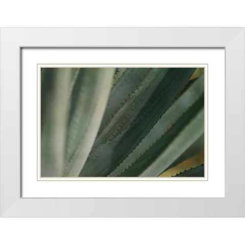 Agave Tequiliana White Modern Wood Framed Art Print with Double Matting by Valner, Jessica