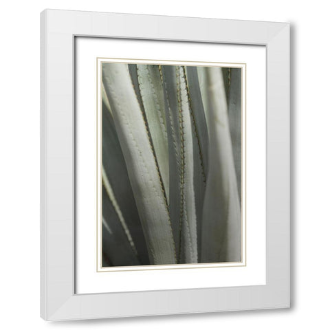 Agave Deserti II White Modern Wood Framed Art Print with Double Matting by Valner, Jessica