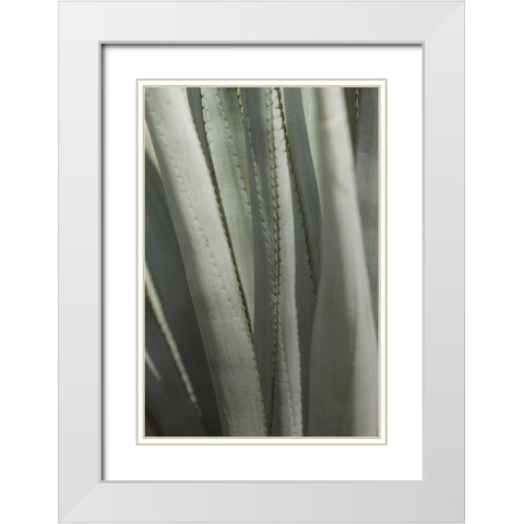 Agave Deserti II White Modern Wood Framed Art Print with Double Matting by Valner, Jessica