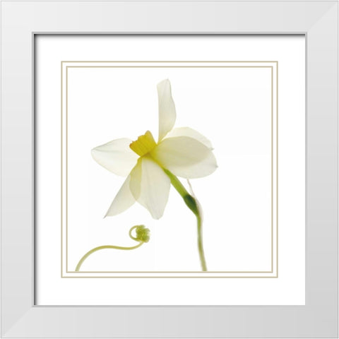 Bowing White Modern Wood Framed Art Print with Double Matting by Stalus, Judy