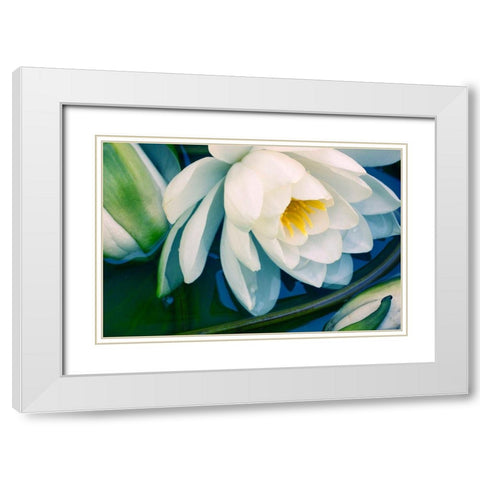 Calico White Modern Wood Framed Art Print with Double Matting by Stalus, Judy