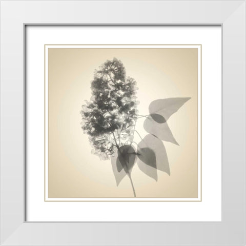 Daisy Bouquet White Modern Wood Framed Art Print with Double Matting by Stalus, Judy