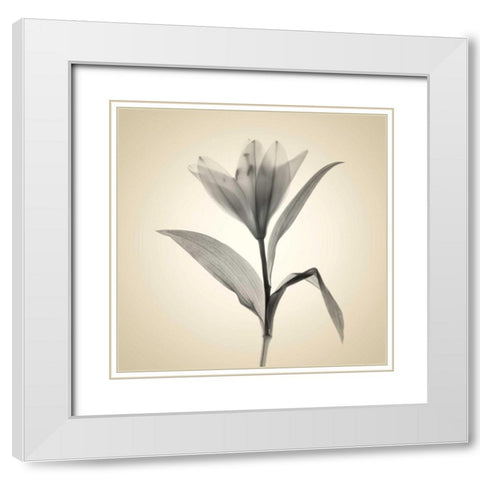 Maples White Modern Wood Framed Art Print with Double Matting by Stalus, Judy